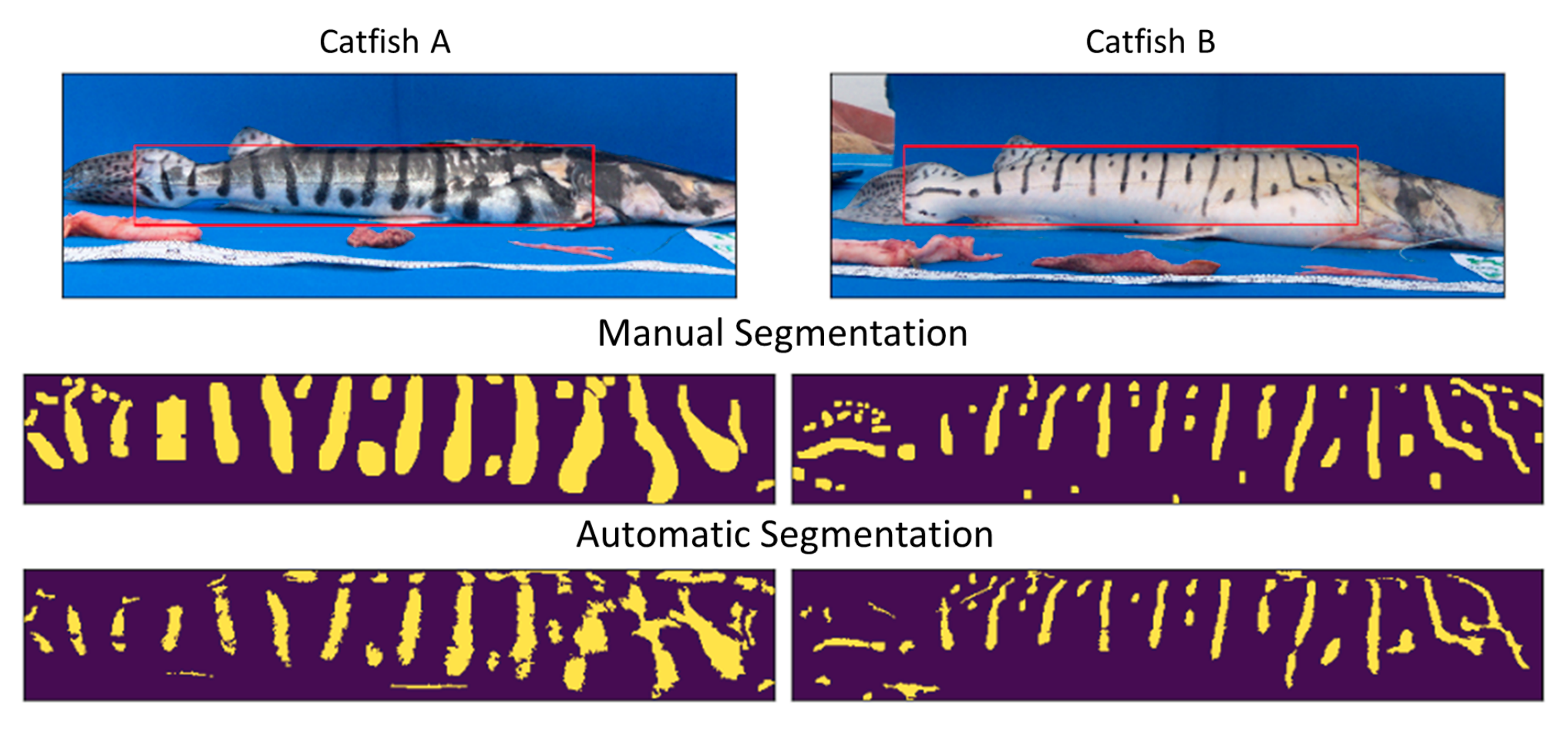 Characterization of skin patterns in Pseudoplatystoma Magdaleniatum
